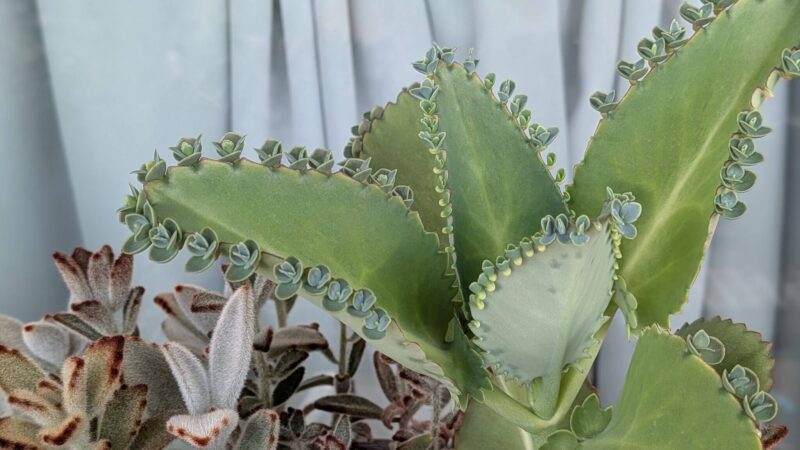 子宝草