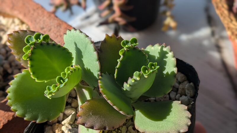 子宝草