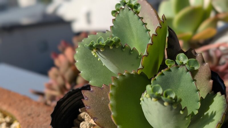 子宝草