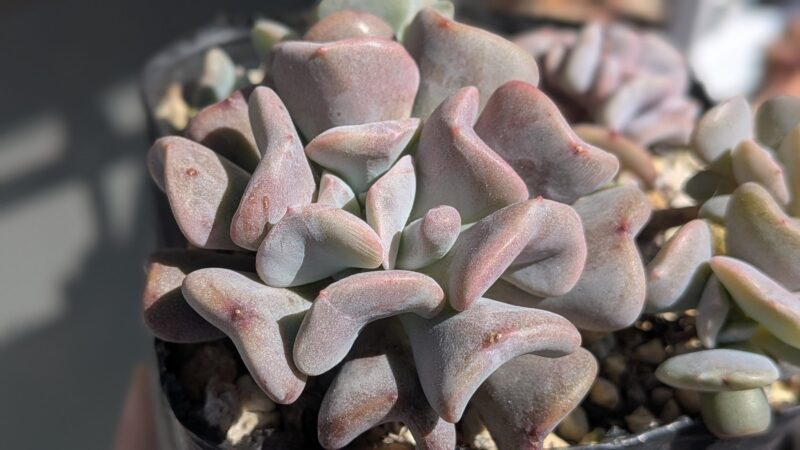 キュービックロスト