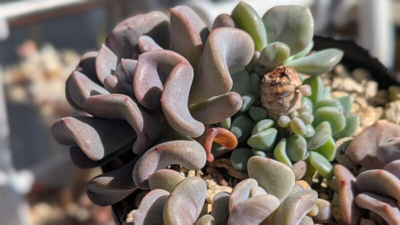 キュービックロスト