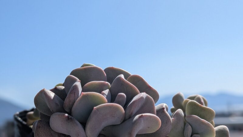 キュービックロスト