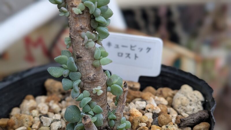 キュービックフロスト