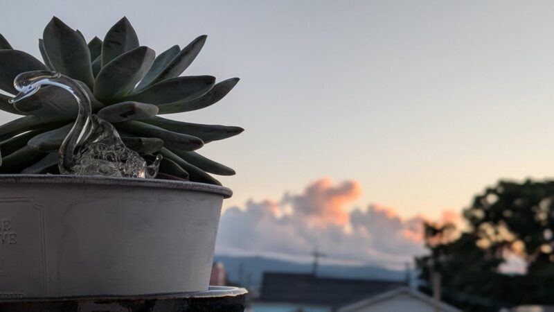 ラウリンゼ
