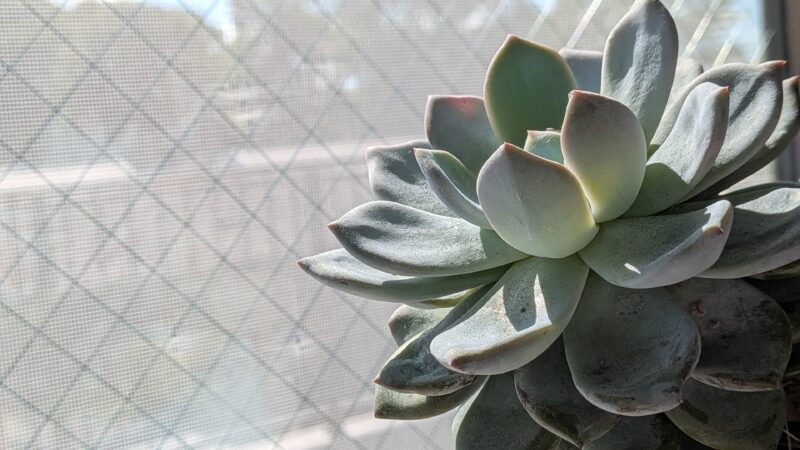 ラウリンゼ