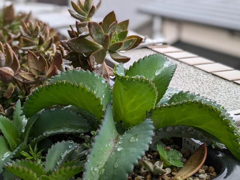 雨に濡れた多肉植物