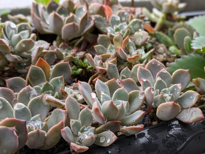 雨に濡れた多肉植物