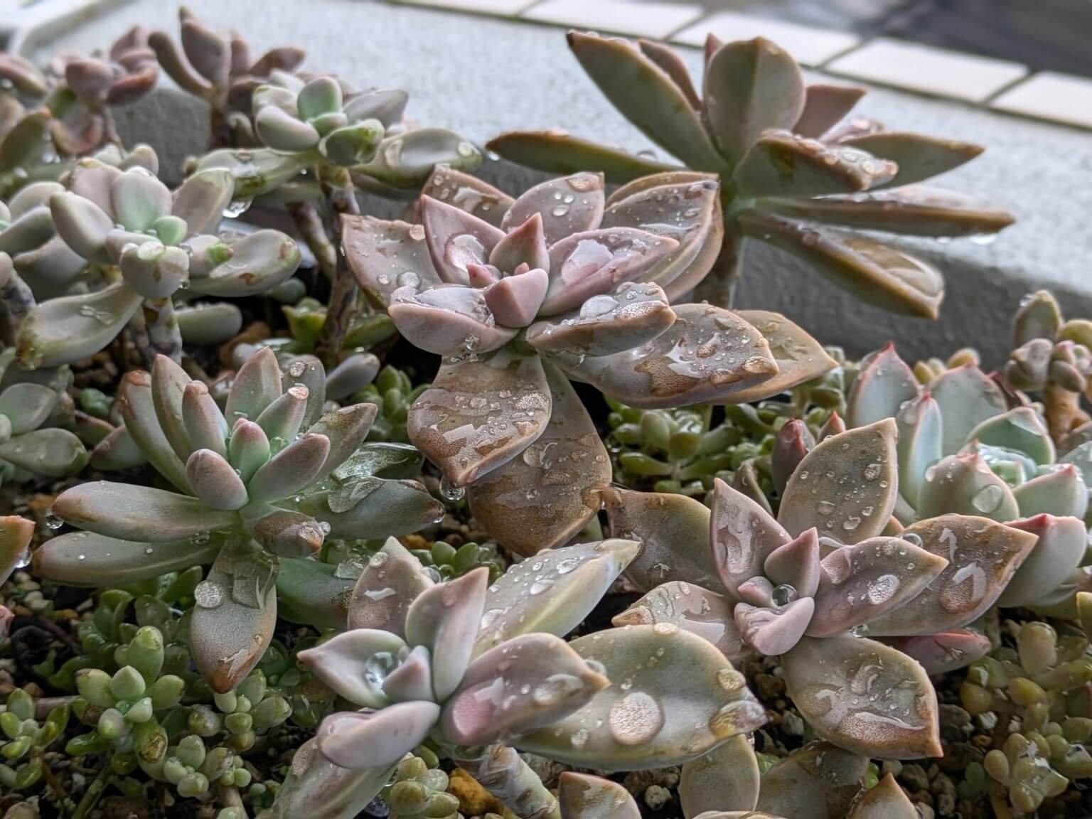 雨に濡れた多肉植物