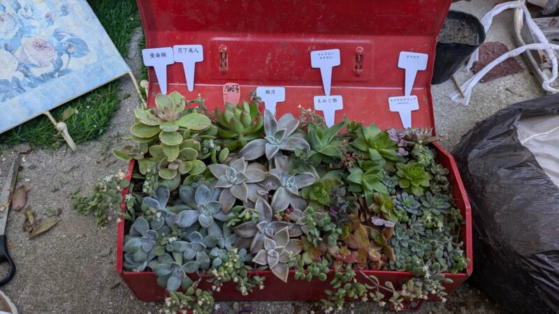 雨の日の多肉植物