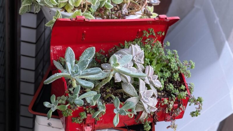 雨の日の多肉植物