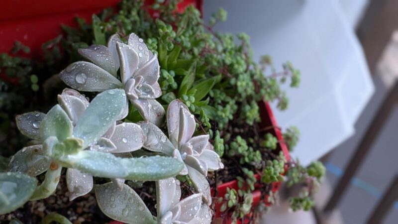 雨の日の多肉植物