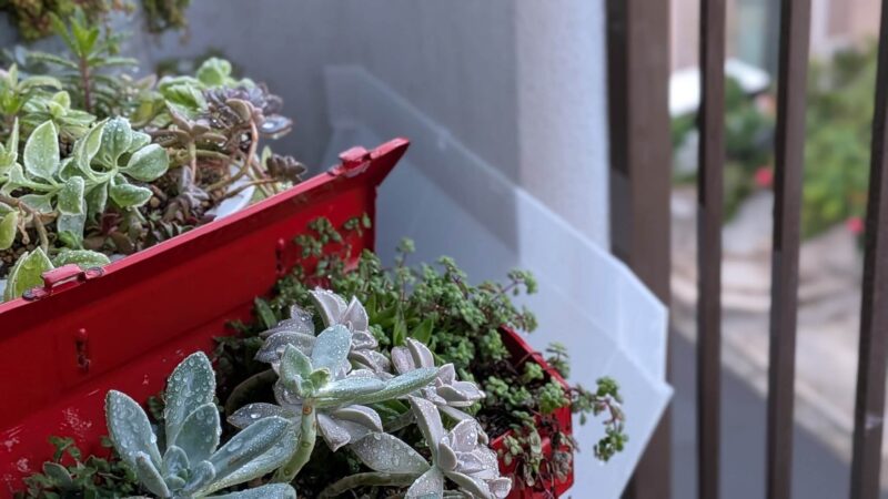 雨の日の多肉植物