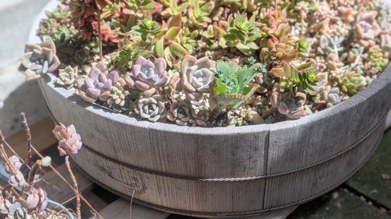 寄せ植え