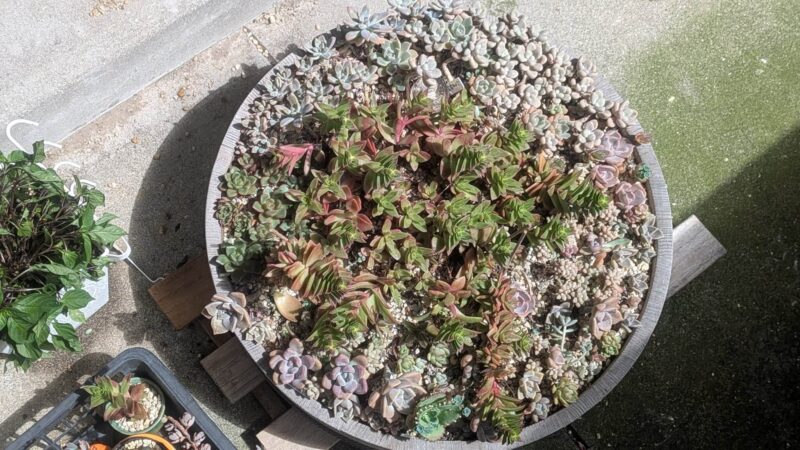 寄せ植え
