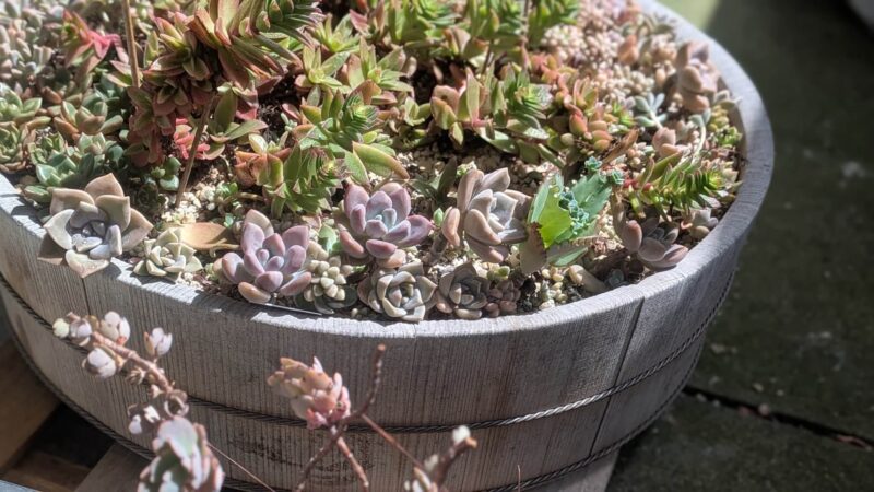 寄せ植え
