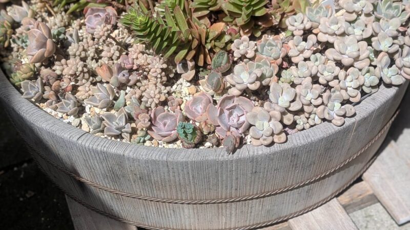 寄せ植え