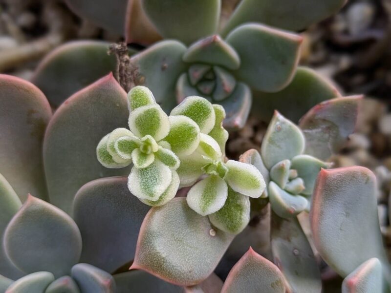 斑入り丸葉万年草