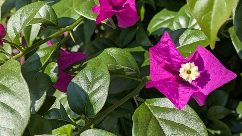 ブーゲンビリア