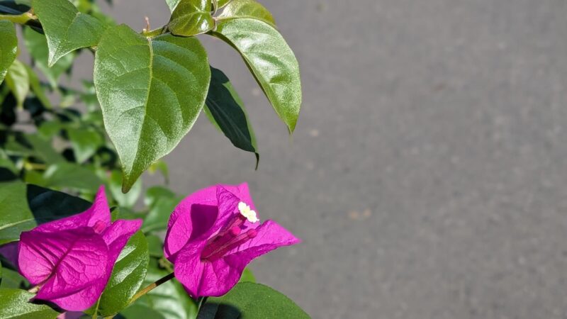 ブーゲンビリア