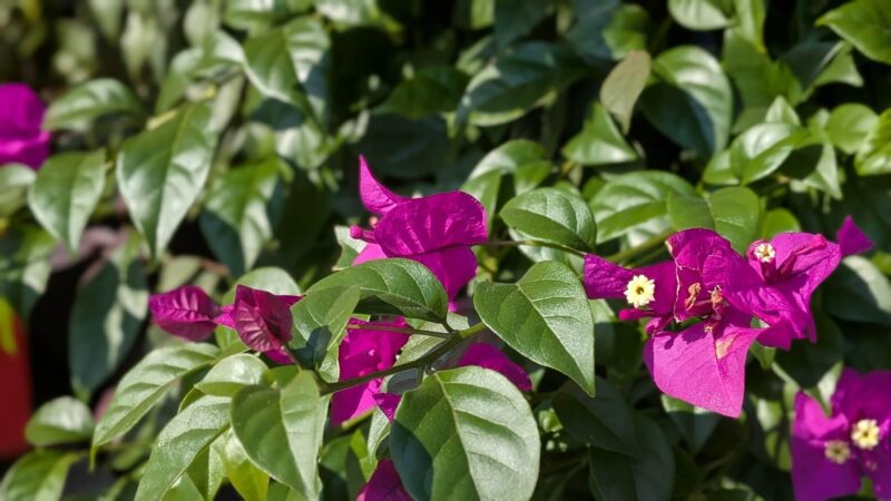 ブーゲンビリア