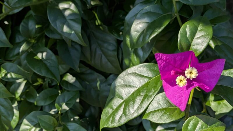 ブーゲンビリア