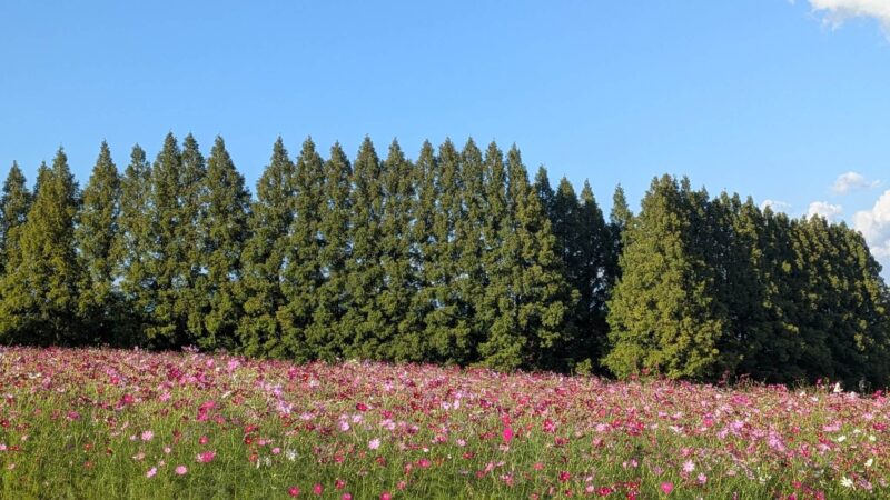 コスモス