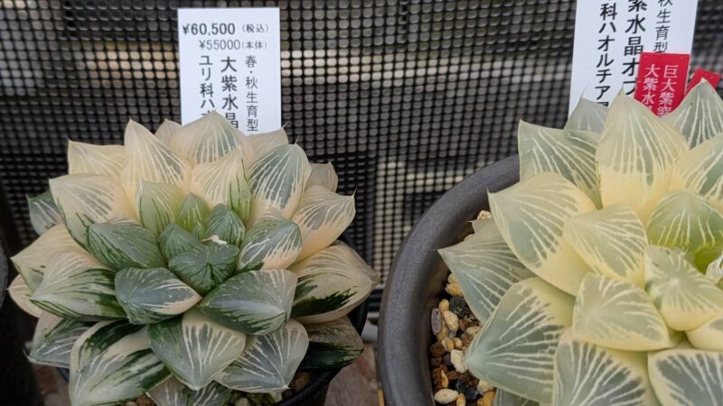 大柴水晶オブツーサ