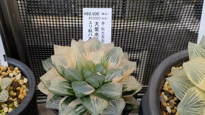大柴水晶オブツーサ