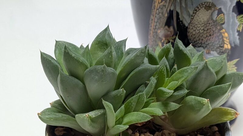 ハオルチア宝草