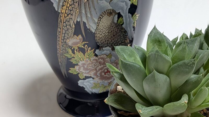 ハオルチア宝草