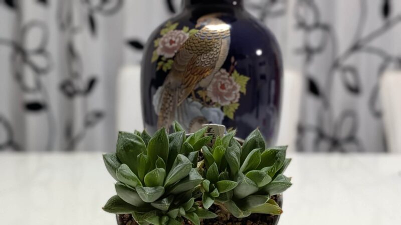 ハオルチア宝草