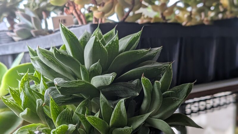 宝草
