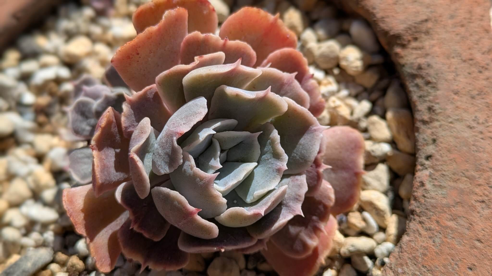 多肉植物「シャビアナピンクフリル」と他品種との徹底比較: 魅力