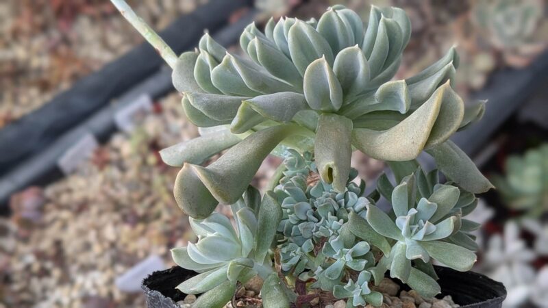 トップスレンダー