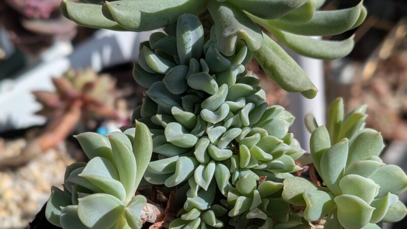 トップスブレンダー