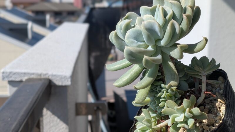 トップスブレンダー