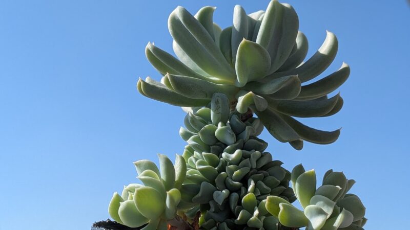 トップスブレンダー