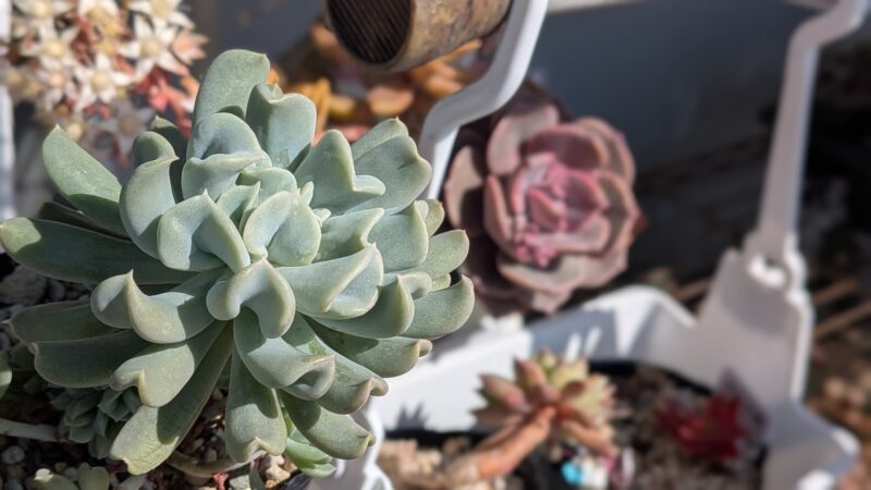 トップスブレンダー