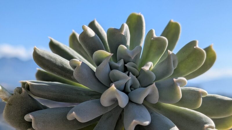 トップスブレンダー