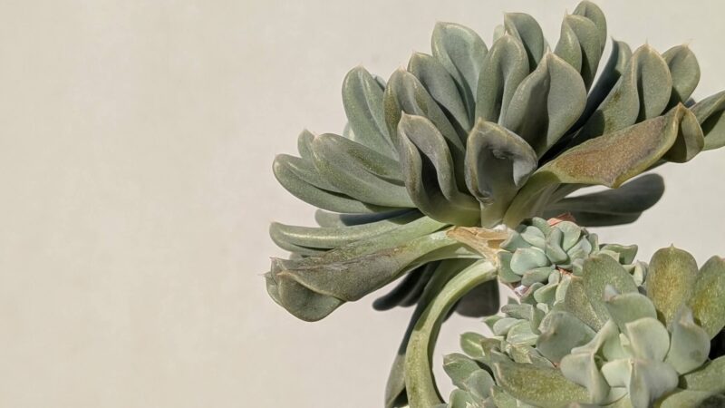 トップスブレンダー