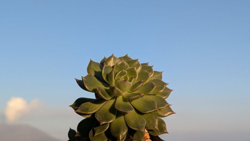 オリビア