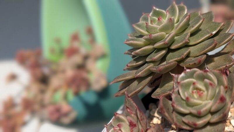 オリビア