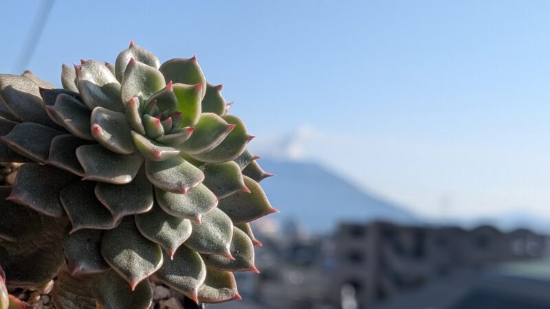 オリビア