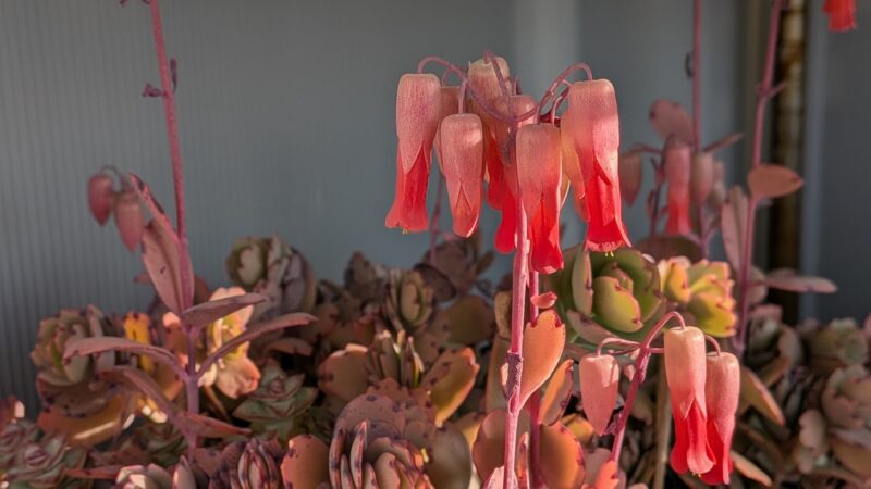 花を咲かせた胡蝶の舞