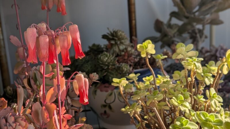 ピンクに色づいた胡蝶の舞