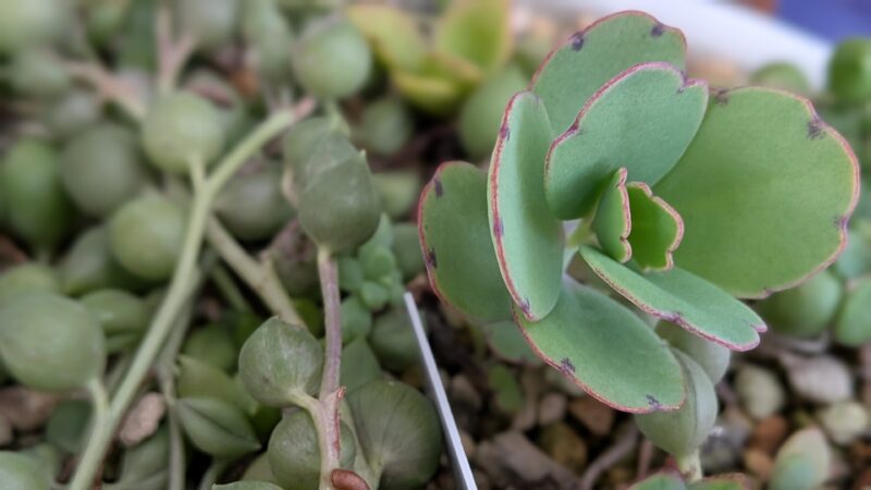 さし芽で増やした胡蝶の舞