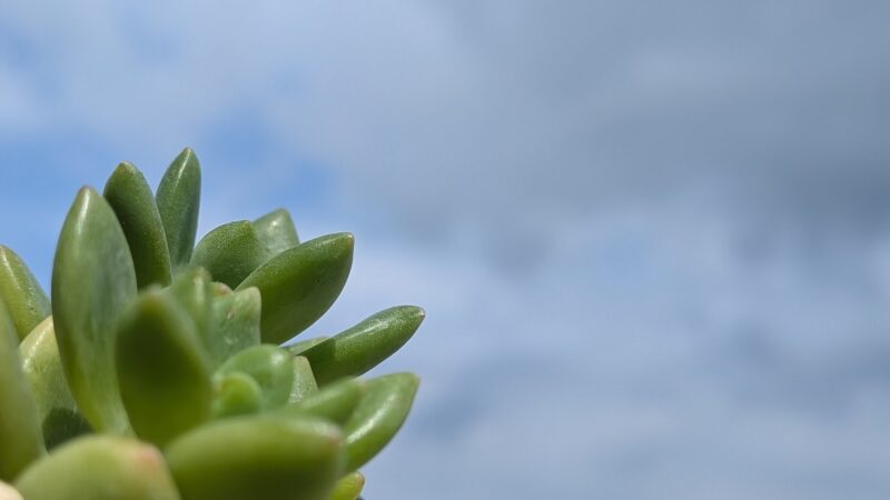春萌の株姿