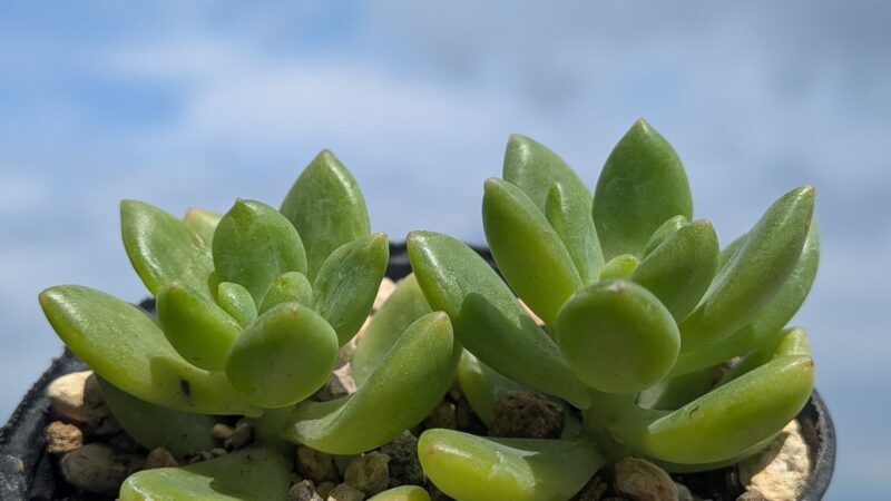 鉢植えの春萌