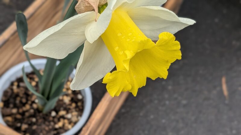 アイスフォリーズの花