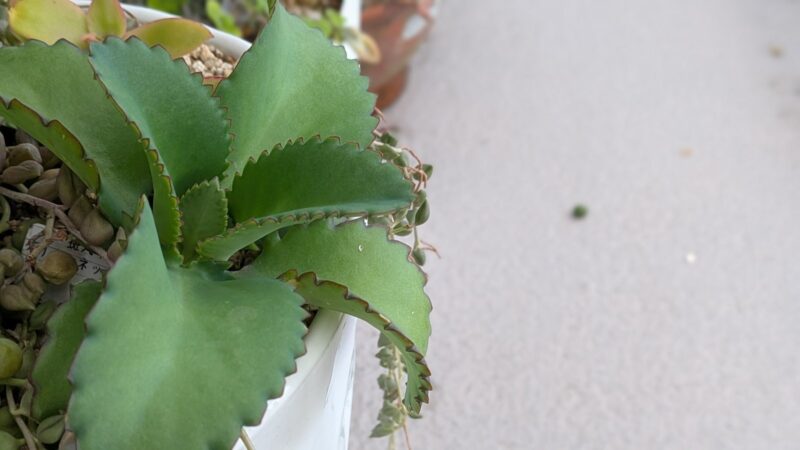 ほかの多肉植物の鉢から生えてきた子宝草